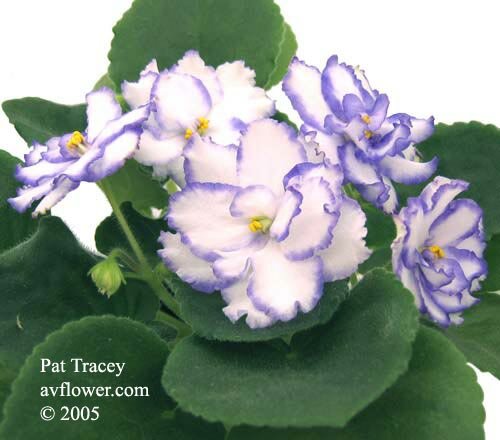 African violet Pat Tracey
